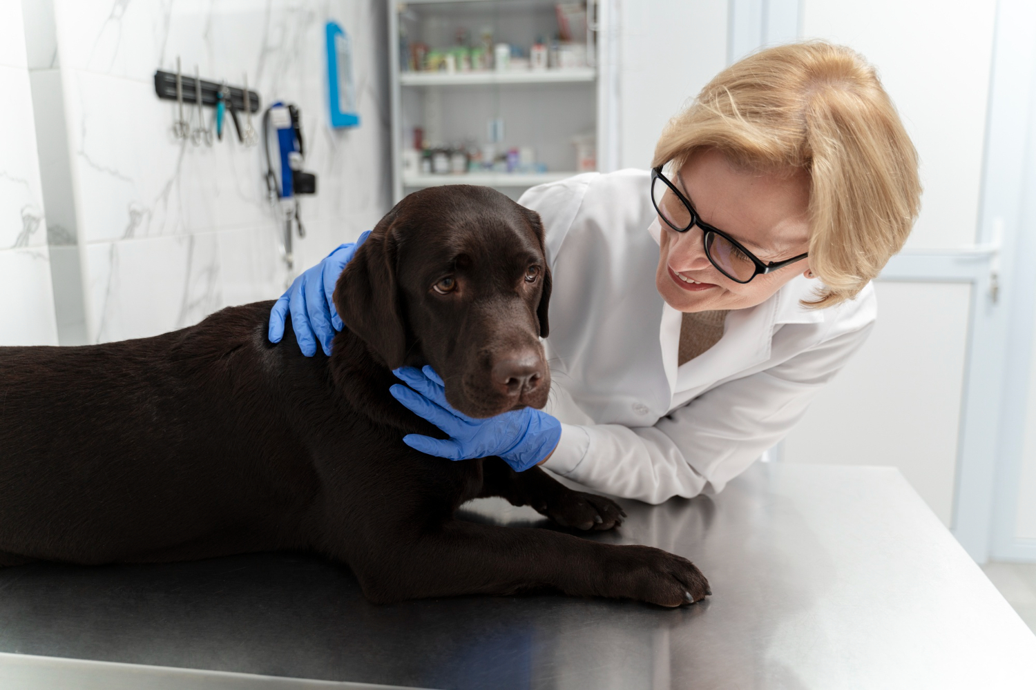 Probleme dentare și ortopedice la animale: semne pe care stăpânii nu ar trebui să le ignore
